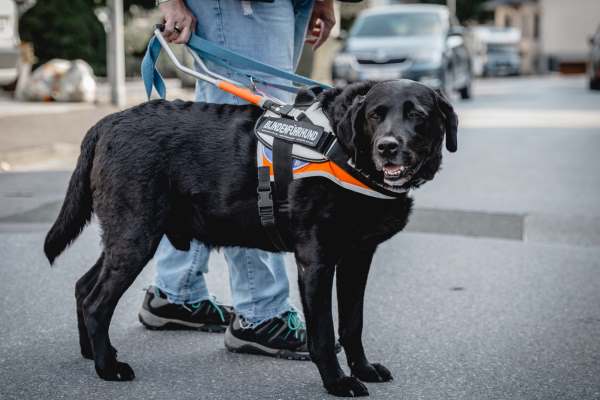 Blindenhund – Deinen Alltag sicher und leichter bewältigen
